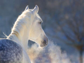 Höveler Webshop Kategorie Kachel Immunsystem 360x270px